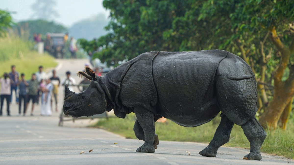 Greater one-horned rhino crosses road near Pobitora sanctuary