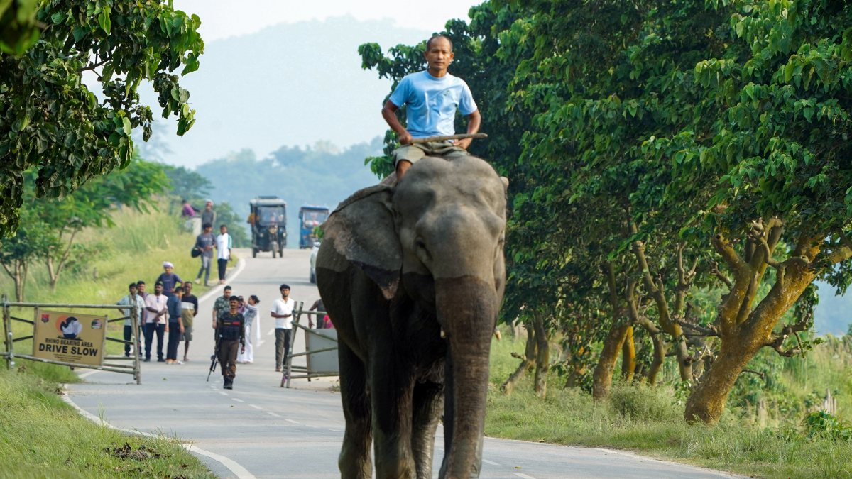 Mahout rides elephant at Pobitora Wildlife Sanctuary