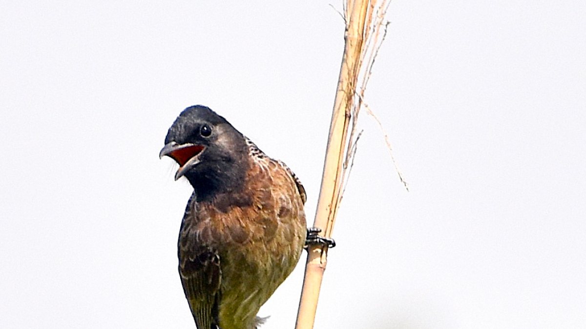 Red-vented bulbul perches on a tree branch in Ghaziabad park
