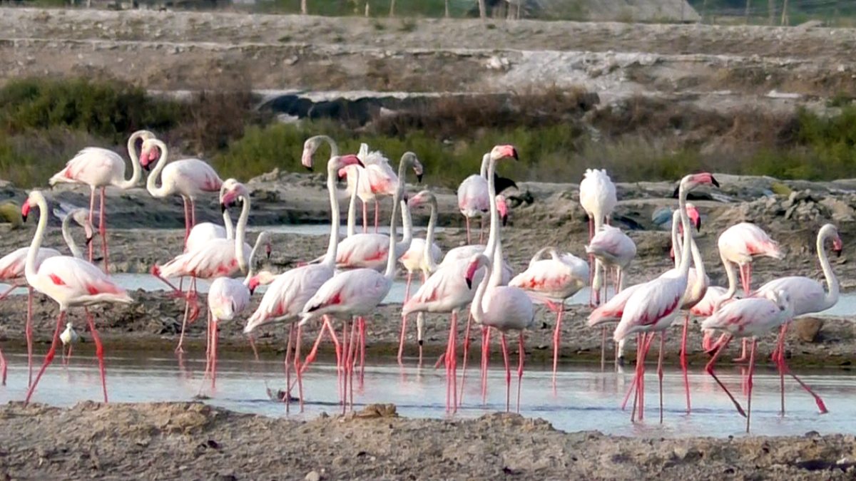 Large flocks of flamingos spotted along Thoothukudi coast
