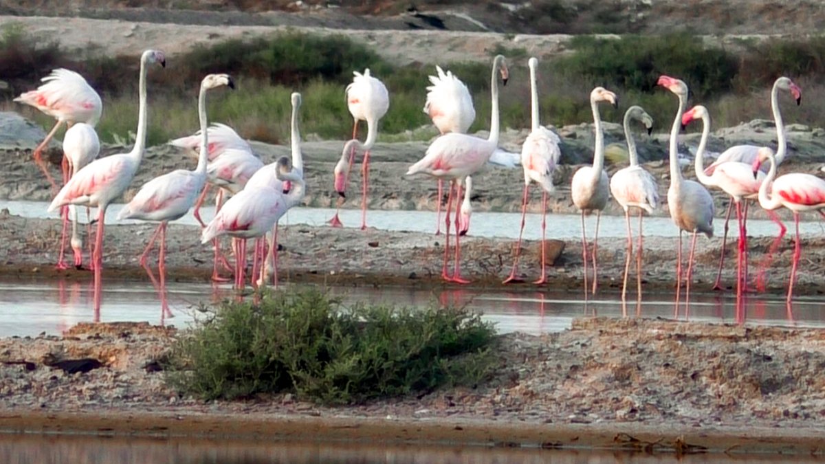 Large flocks of flamingos and other migratory birds spotted along the East…