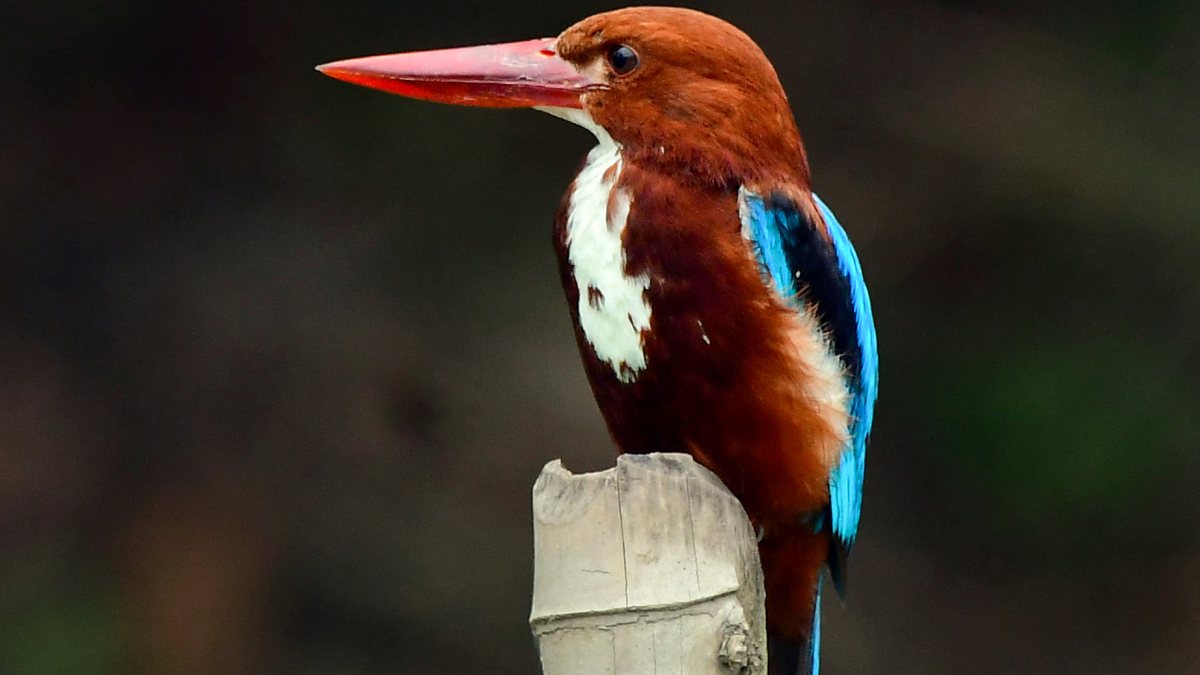 Kingfisher perches on a wooden log in Nagaon