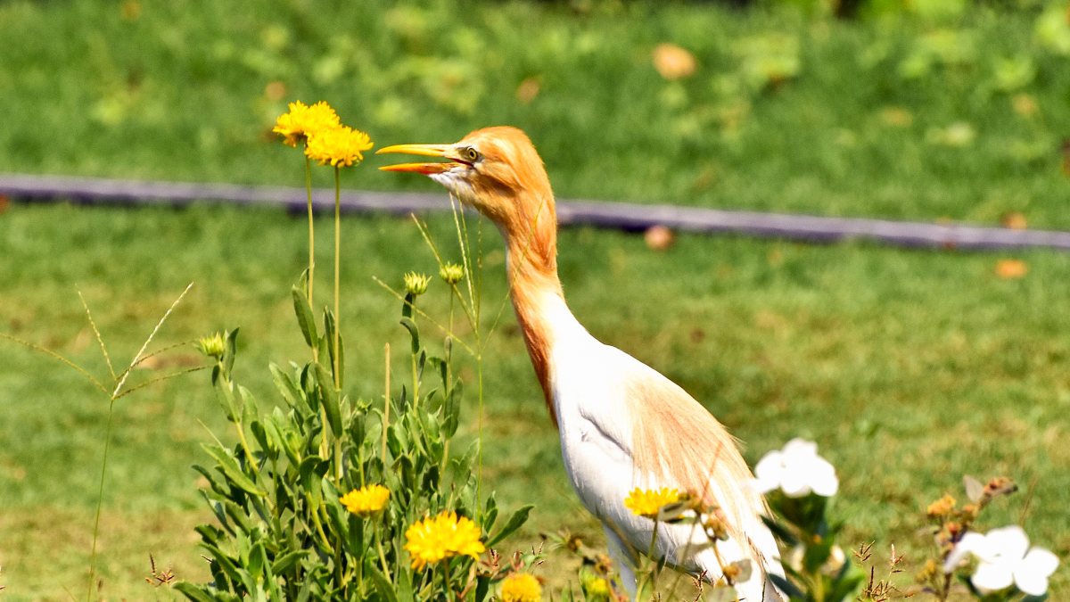 A Cattle Egret in its breeding plumage is seen among blooming yellow and white…