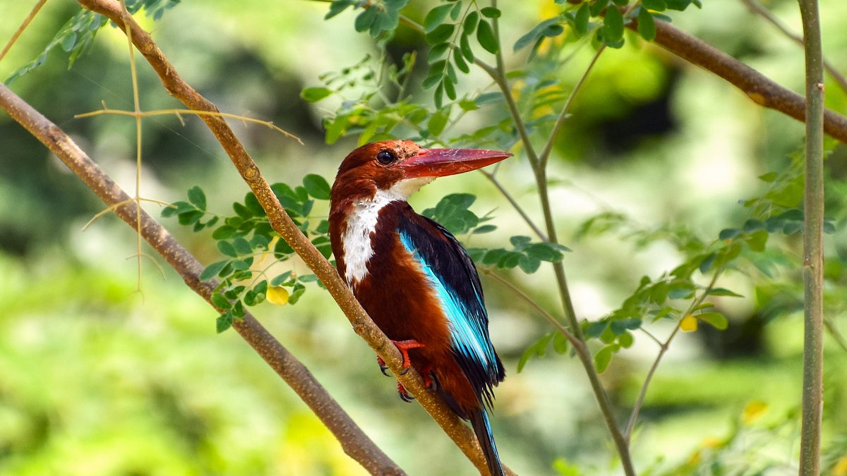 White-throated kingfisher perches on tree branch in Ghaziabad park