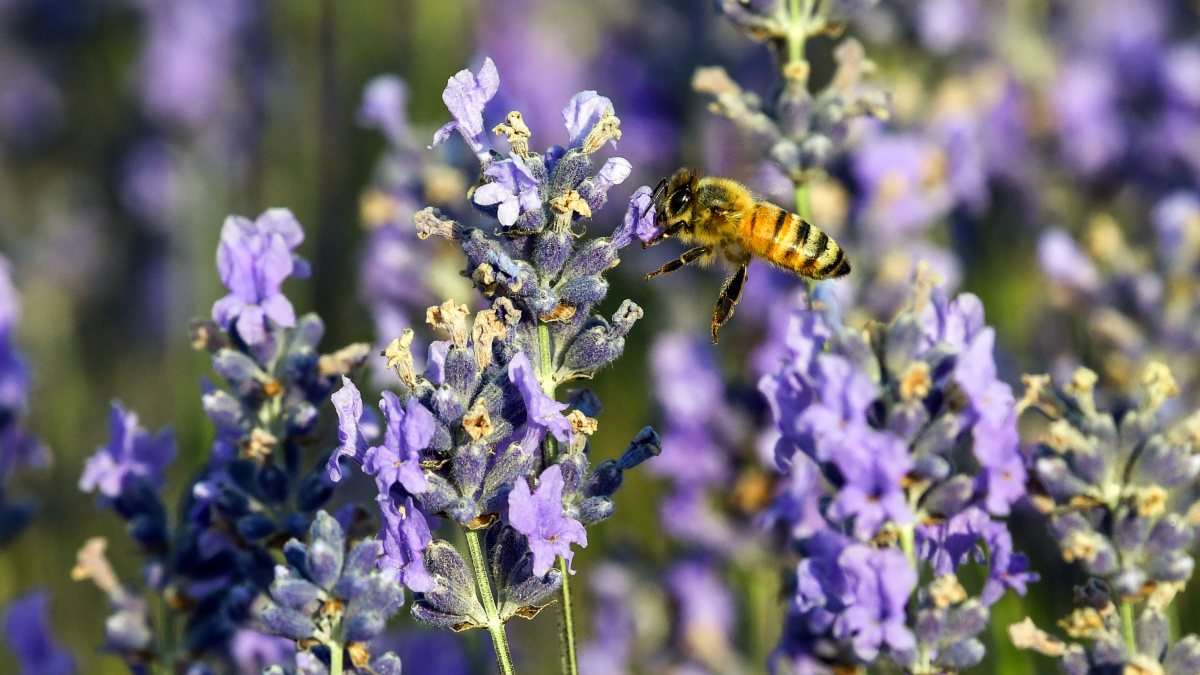Honeybee collects nectar from lavender in Anantnag field