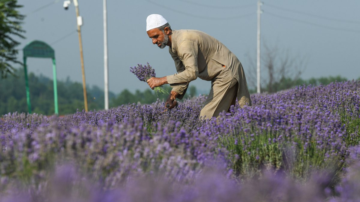 Lavender harvest begins in Anantnag's Sirhama fields