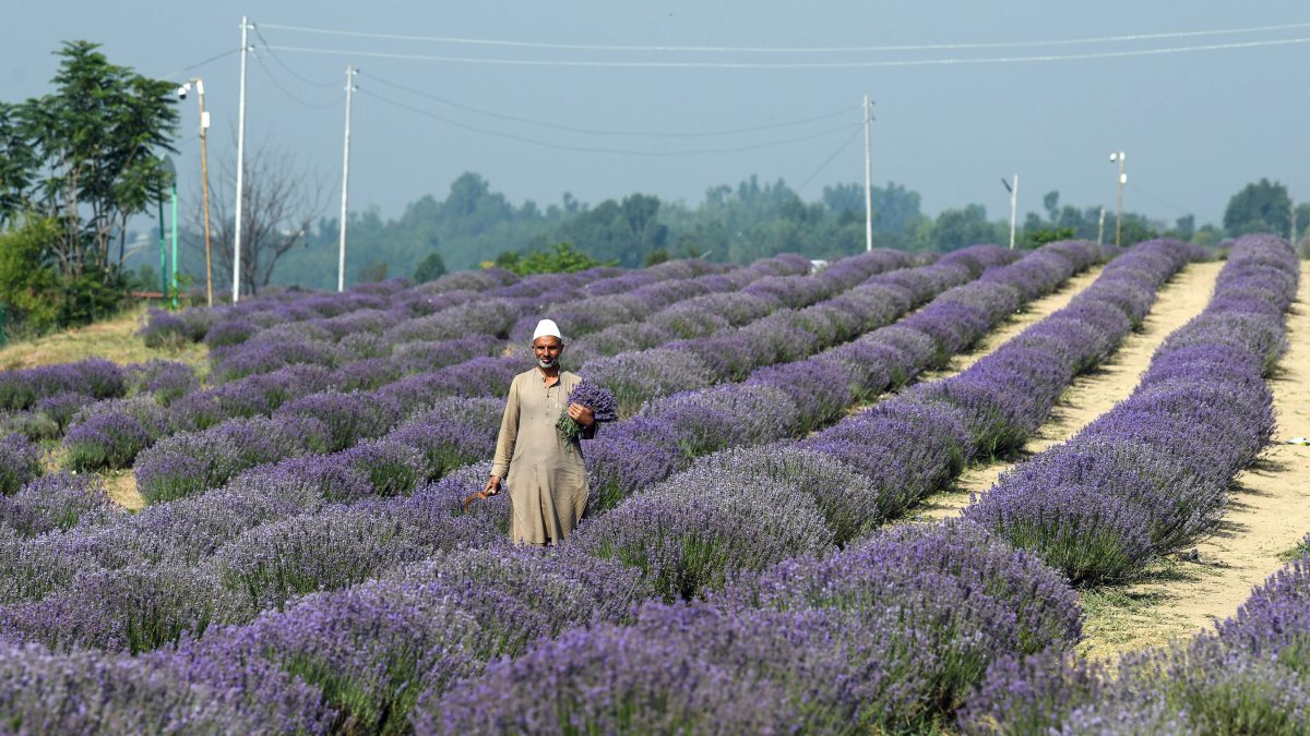 Lavender harvest begins in Anantnag's Sirhama fields