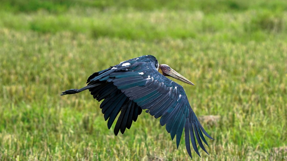 Lesser adjutant stork spotted in flight over Morigaon
