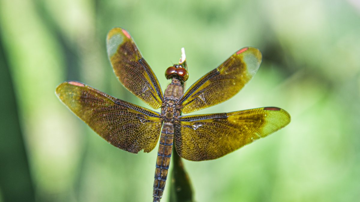 Fulvous forest skimmer dragonfly perches on a leaf in Guwahati