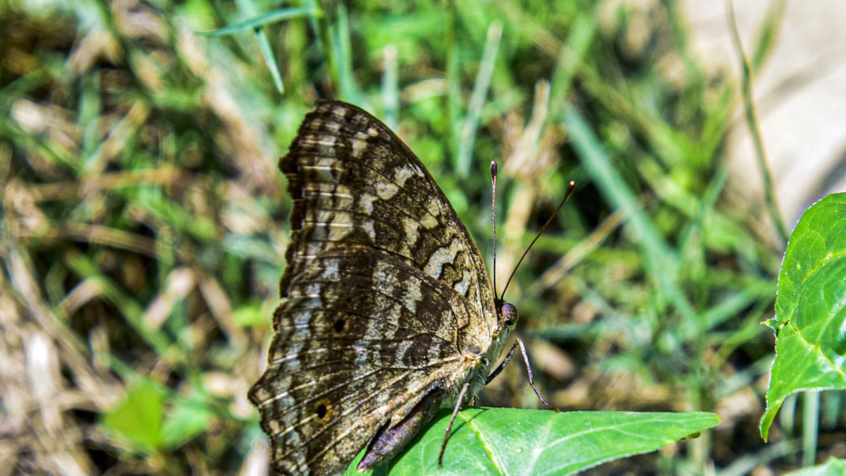 Lemon Pansy butterfly perches on a leaf in Guwahati
