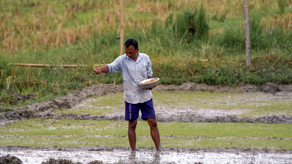 A farmer scatters rice seeds in seedbeds at Mayong, in Morigaon on Wednesday.