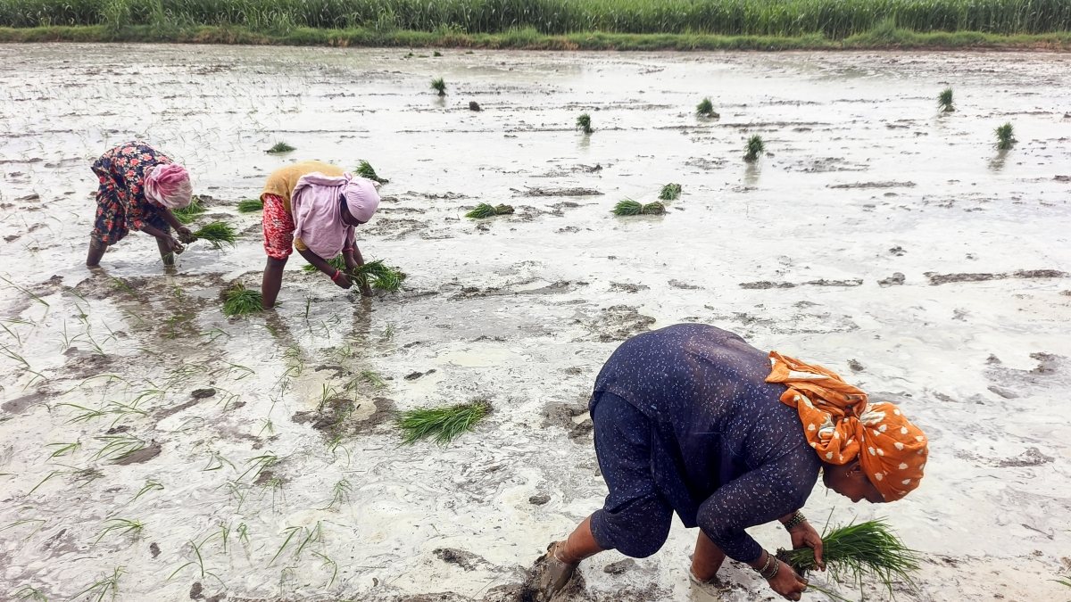 Woman farmers transplant paddy saplings after rainfall in Patiala