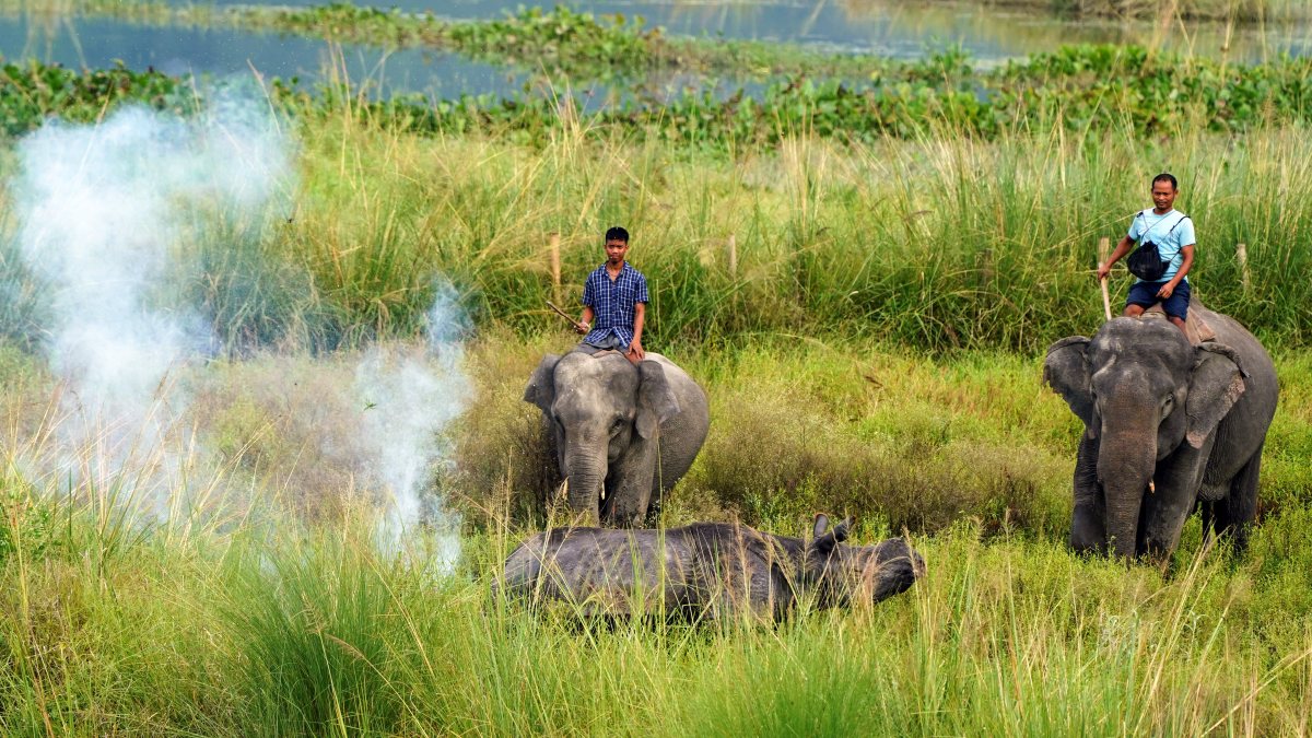 Two mahouts are on their duties to back the strayed-out Rhinoceros at Pobitara…