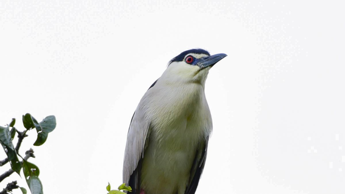 Black-crowned night heron perches on a tree branch in Guwahati