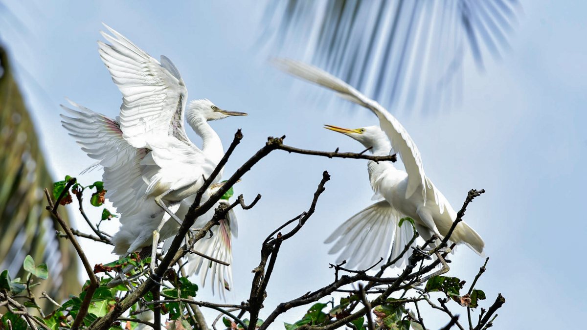 Egrets perch on a tree branch, in Guwahati on Wednesday.