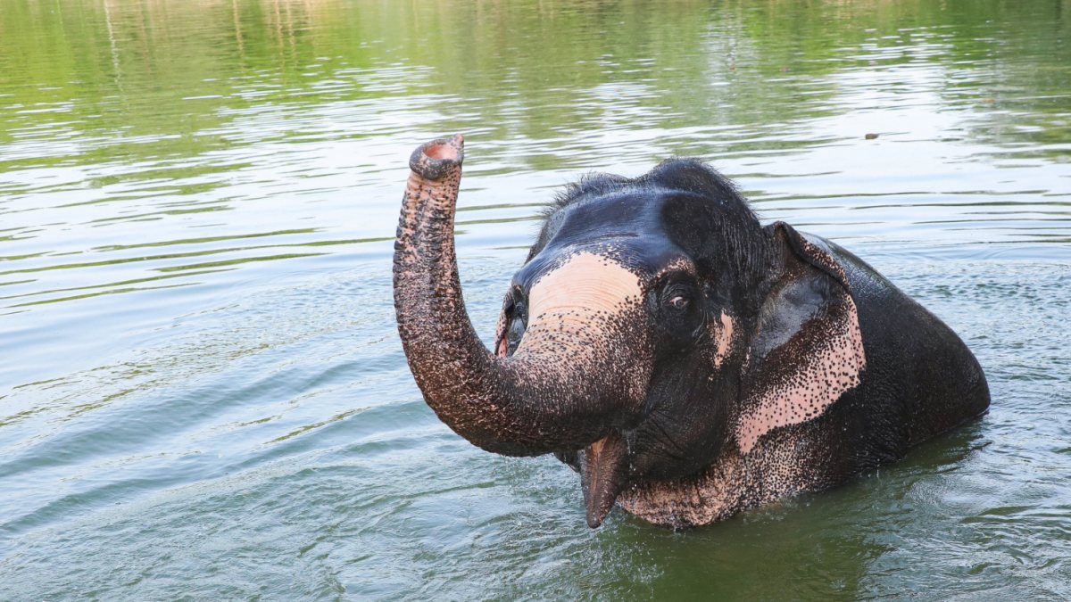 Elephant cools off in pond amid Jaipur's humid weather