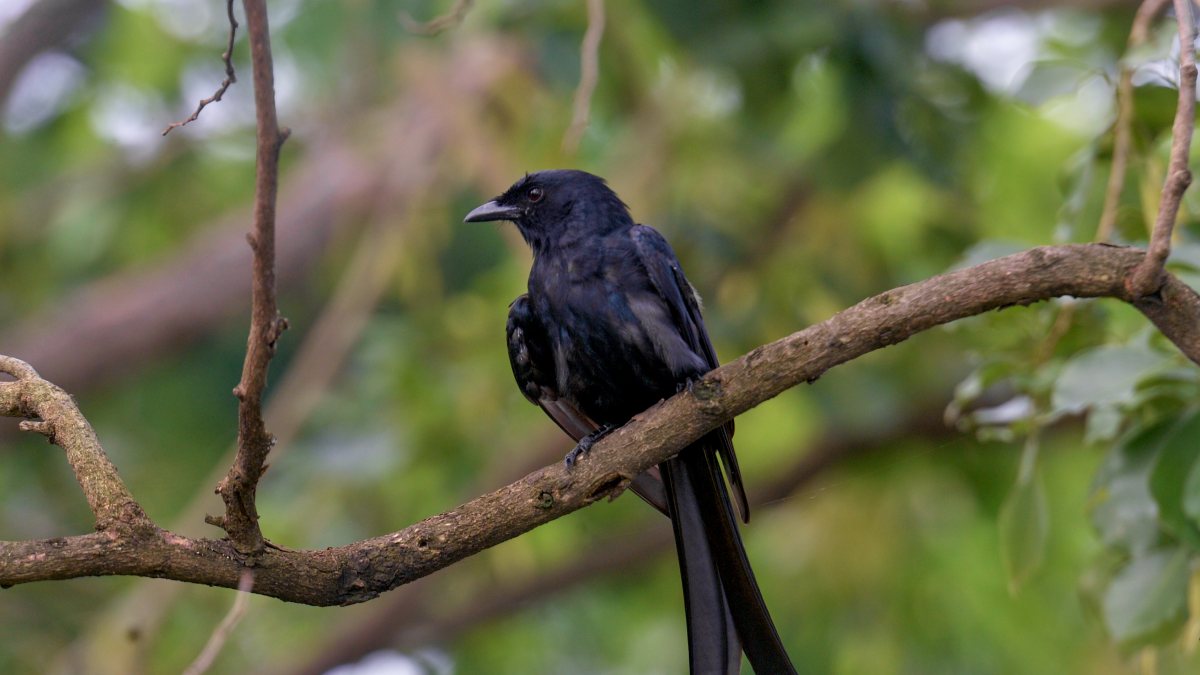 Black drongo bird perches on a tree branch in Siliguri