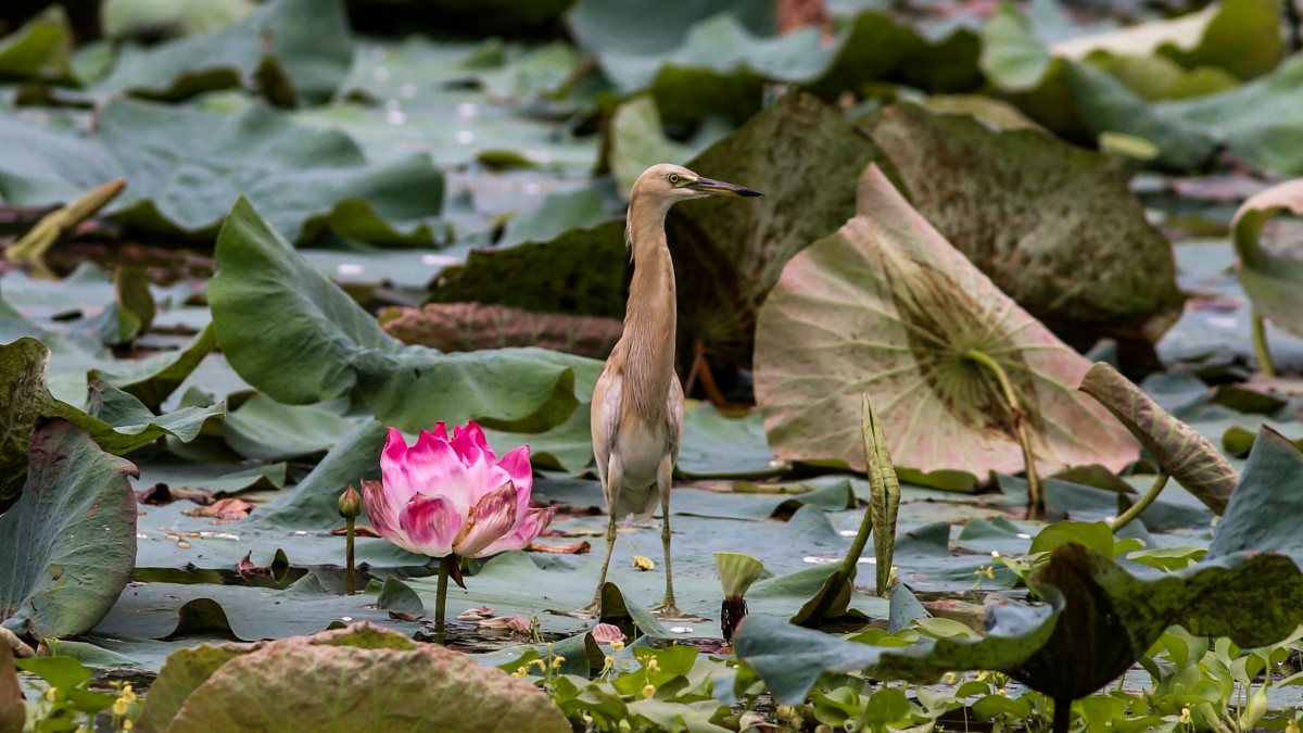 Pond heron stands by blooming lotus in Kolkata wetland