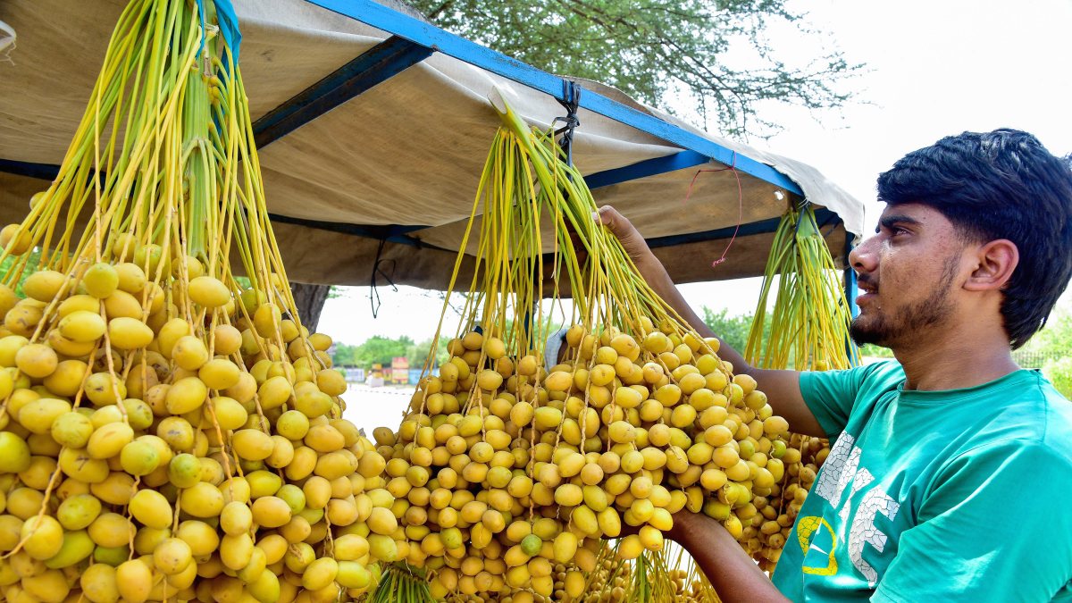 Vendor sells fresh yellow dates in Bikaner