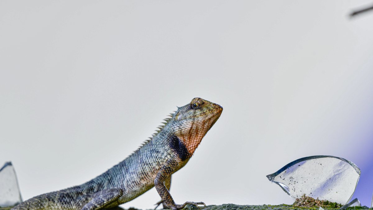 A male oriental garden lizard displays its vibrant red throat during the…