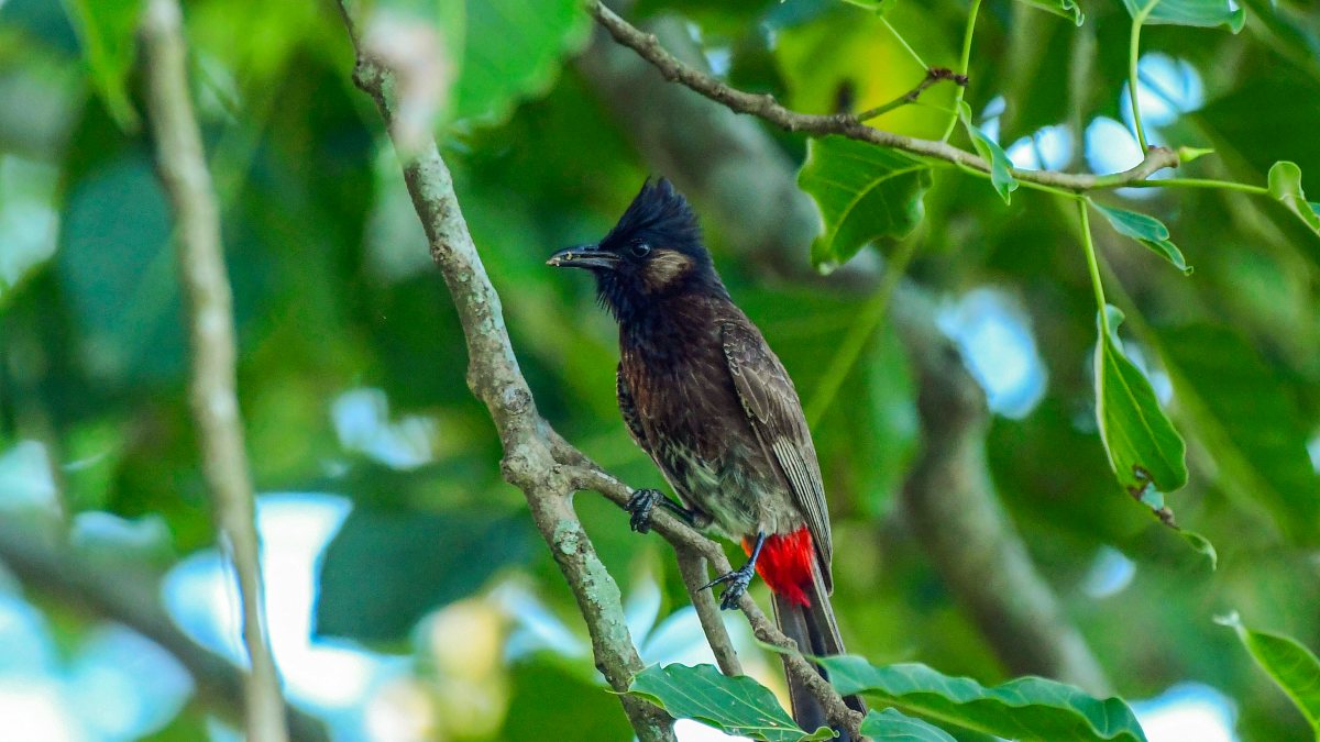 A red-vented bulbul bird perches on a tree branch, in Nagaon on Thursday.