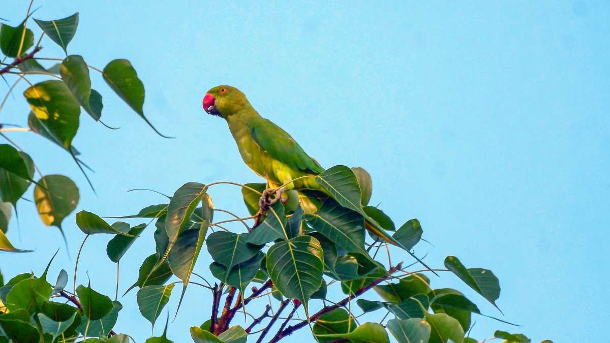 A parrot perches on a tree branch, in Nagaon on Thursday.