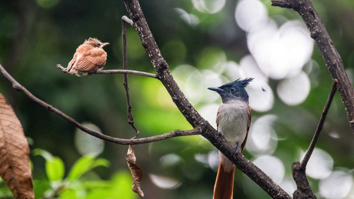 An Indian Paradise Flycatcher bird and its chick perch on a tree branch near…