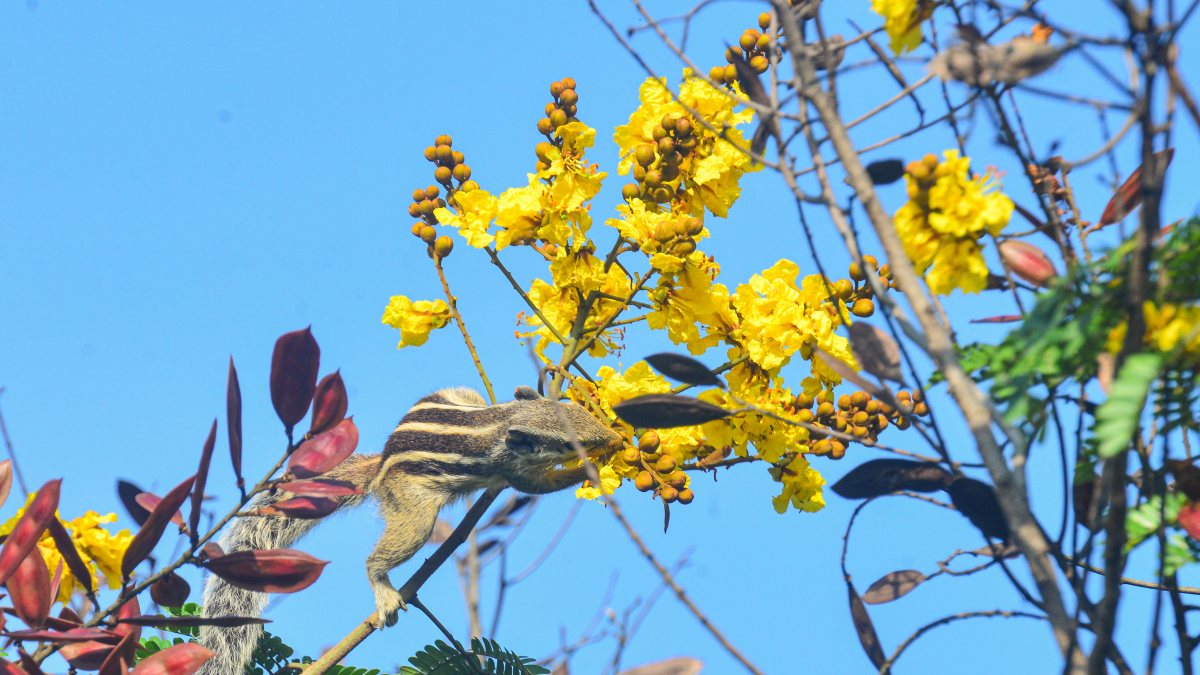 A squirrel consumes nectar from flowers on a tree, in Siliguri on Friday.
