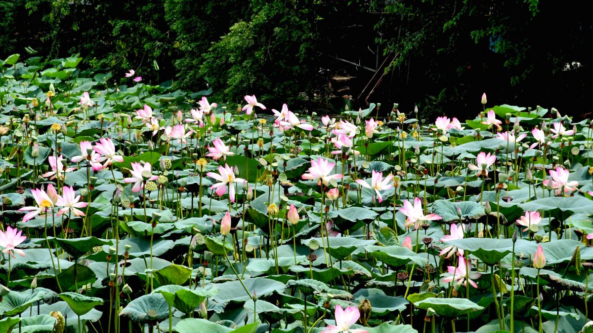A view of the blooming lotus flowers near the Shahpura Lake, in Bhopal on…
