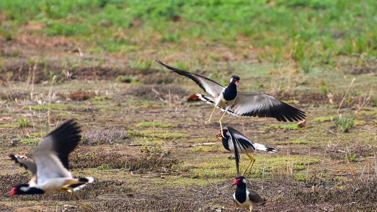 Red-wattled lapwing birds spotted at Ghaziabad ecological park