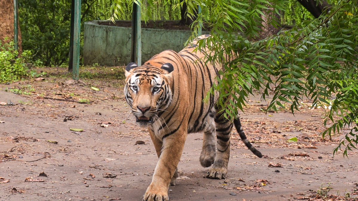 Royal Bengal tiger walks inside enclosure at Surat zoo