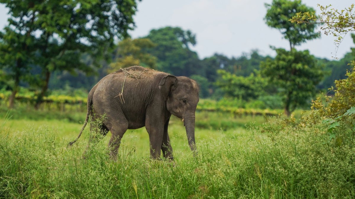 Wild elephant roams inside Pobitora Wildlife Sanctuary