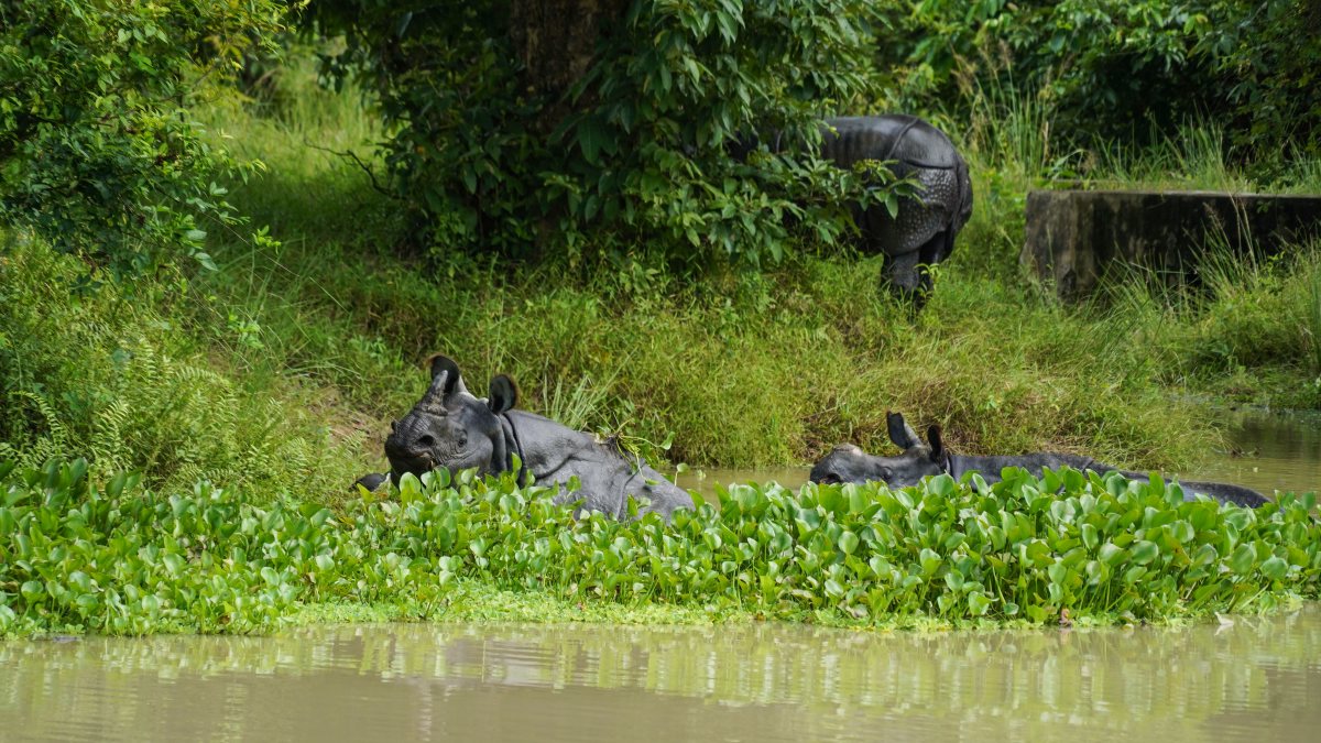 Flooded sanctuary forces rhinos to high ground