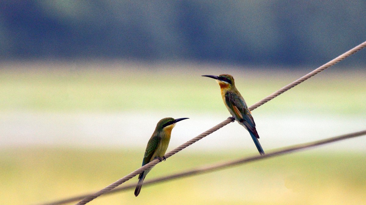 Bee-eaters perch on electric wire in Morigaon