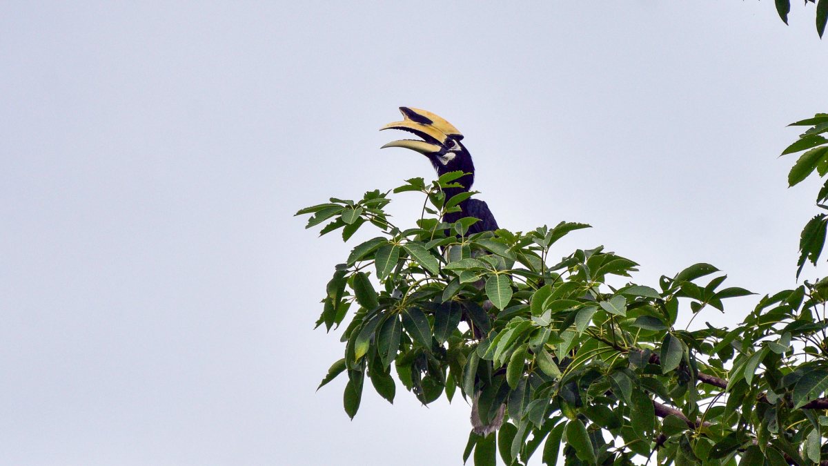 Oriental Pied Hornbill perches on a branch in Assam's Mayong village