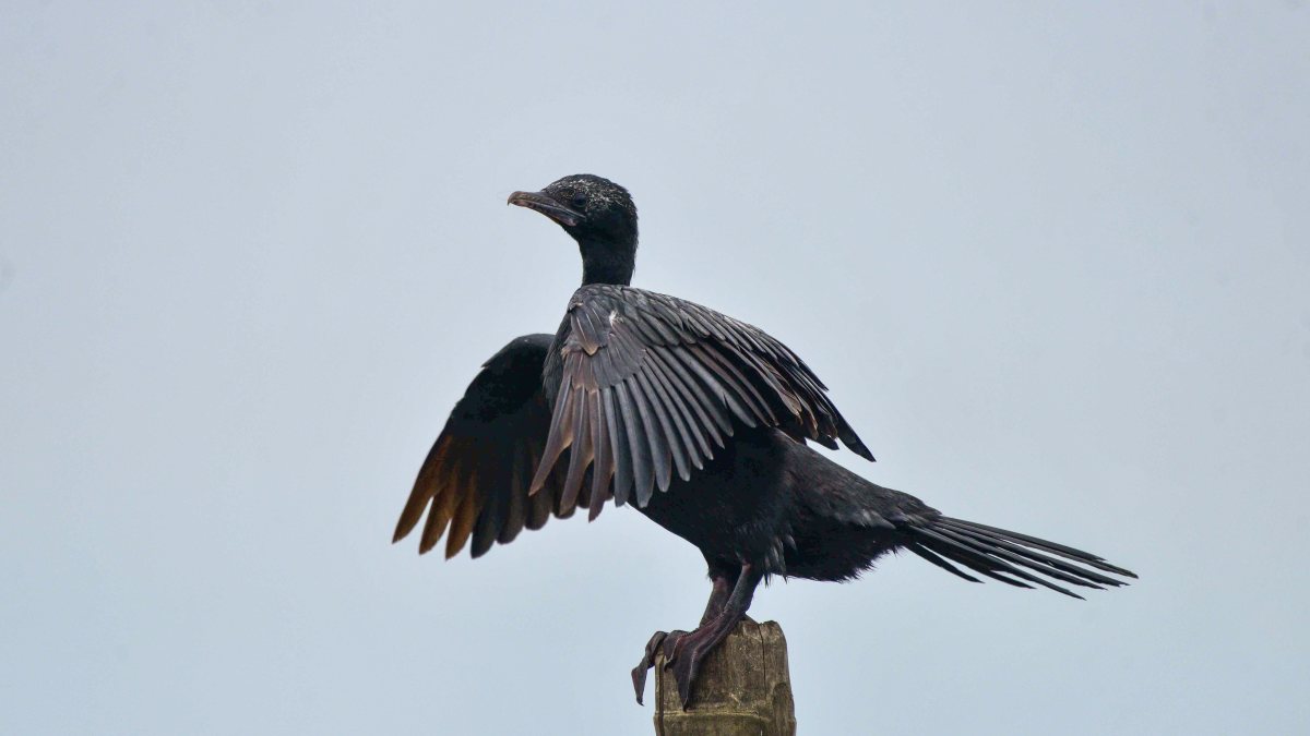 Cormorant spotted at Mayong village in Morigaon