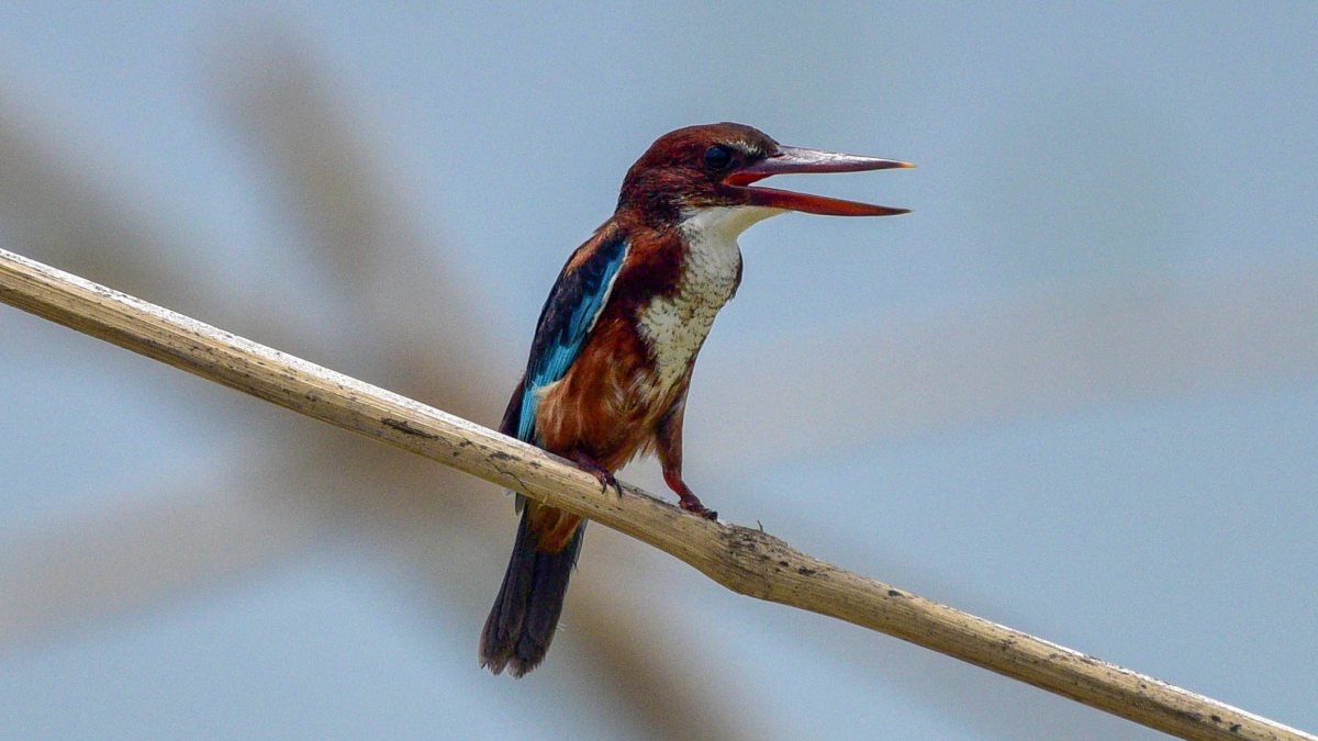 Kingfisher perches on a branch in Assam's Mayong village
