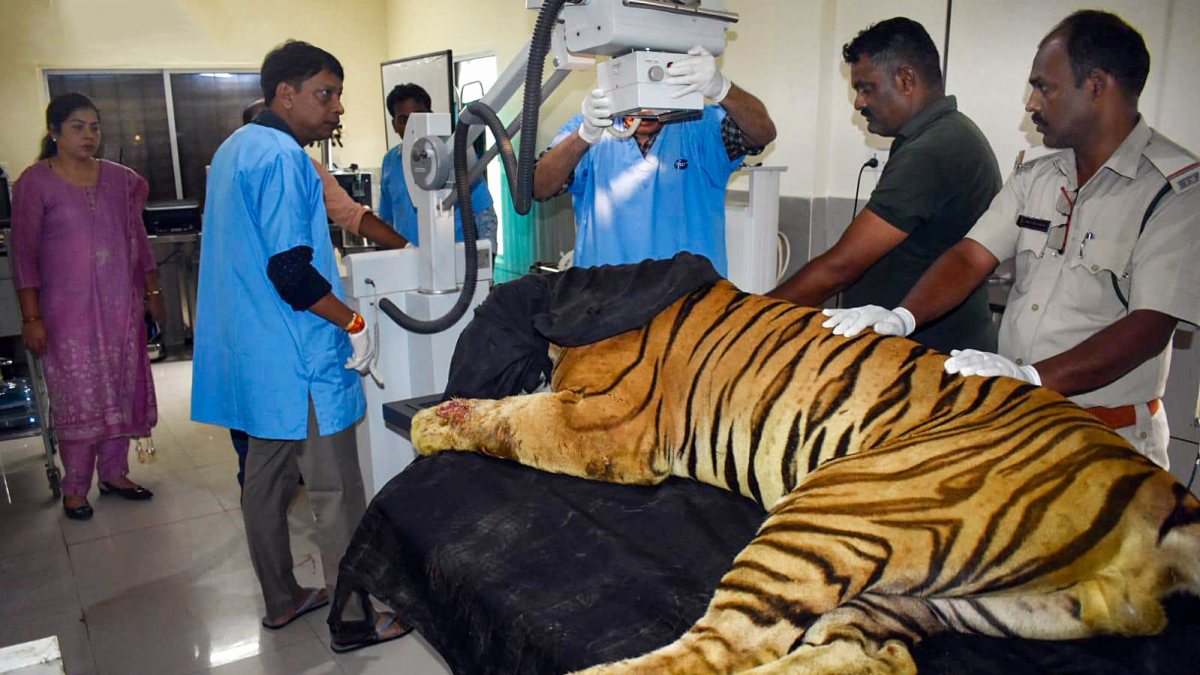 Injured tiger 'Yuvraj' rescued from Kheoni sanctuary treated in Bhopal
