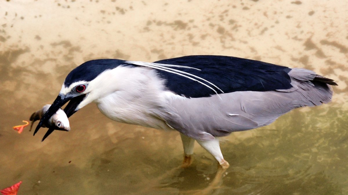 Black-crowned night heron catches fish in Surat
