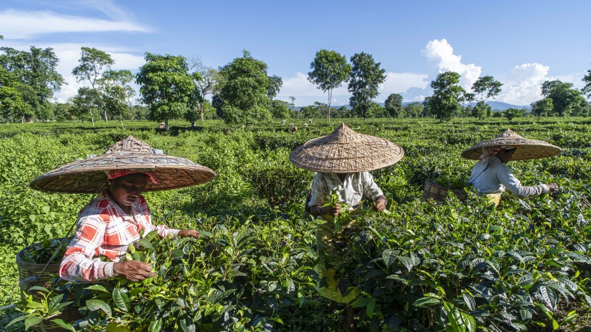 Tea workers pluck leaves in traditional Jaapis in Assam