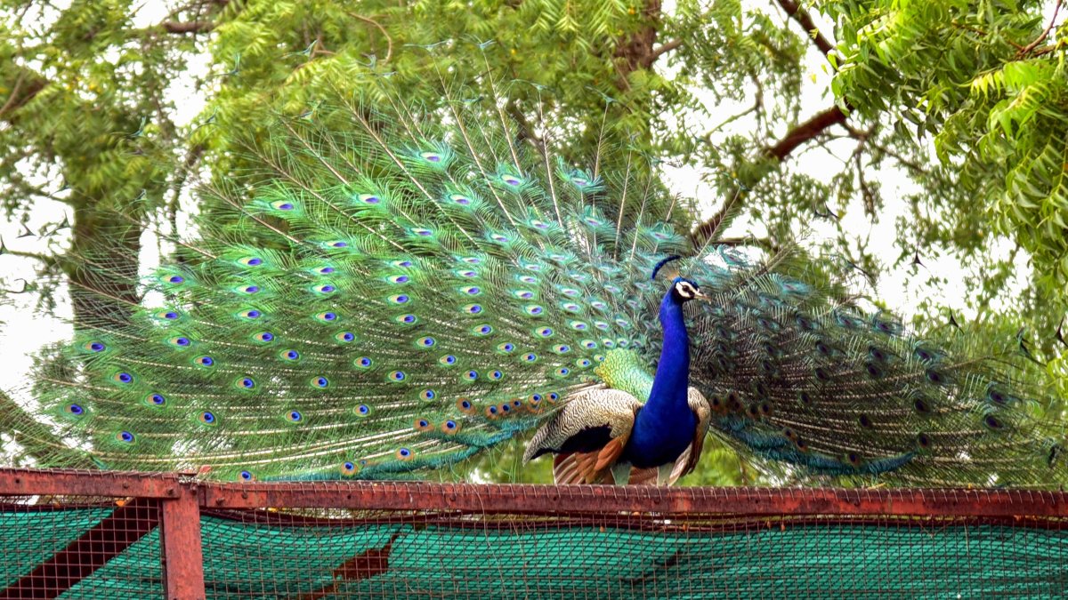 Peacock displays vibrant feathers in Bikaner