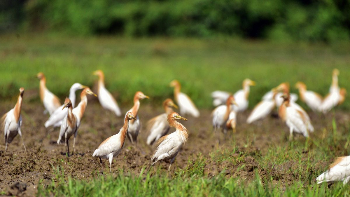 Egrets forage for food in a flooded paddy field