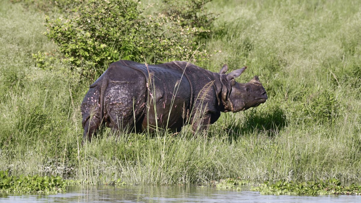 One-horned rhino grazes at Pobitora Wildlife Sanctuary