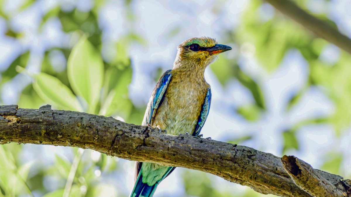 Indian roller perches on a tree branch in Guwahati