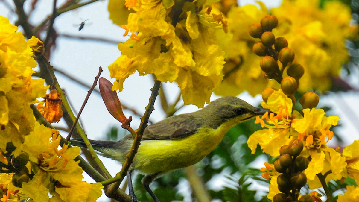Garden sunbird collects nectar from flowers in Siliguri