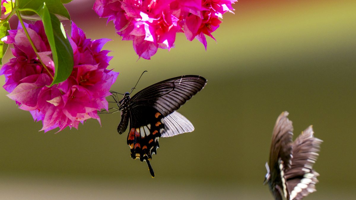 Butterfly collects nectar from bougainvillaea in Golaghat garden