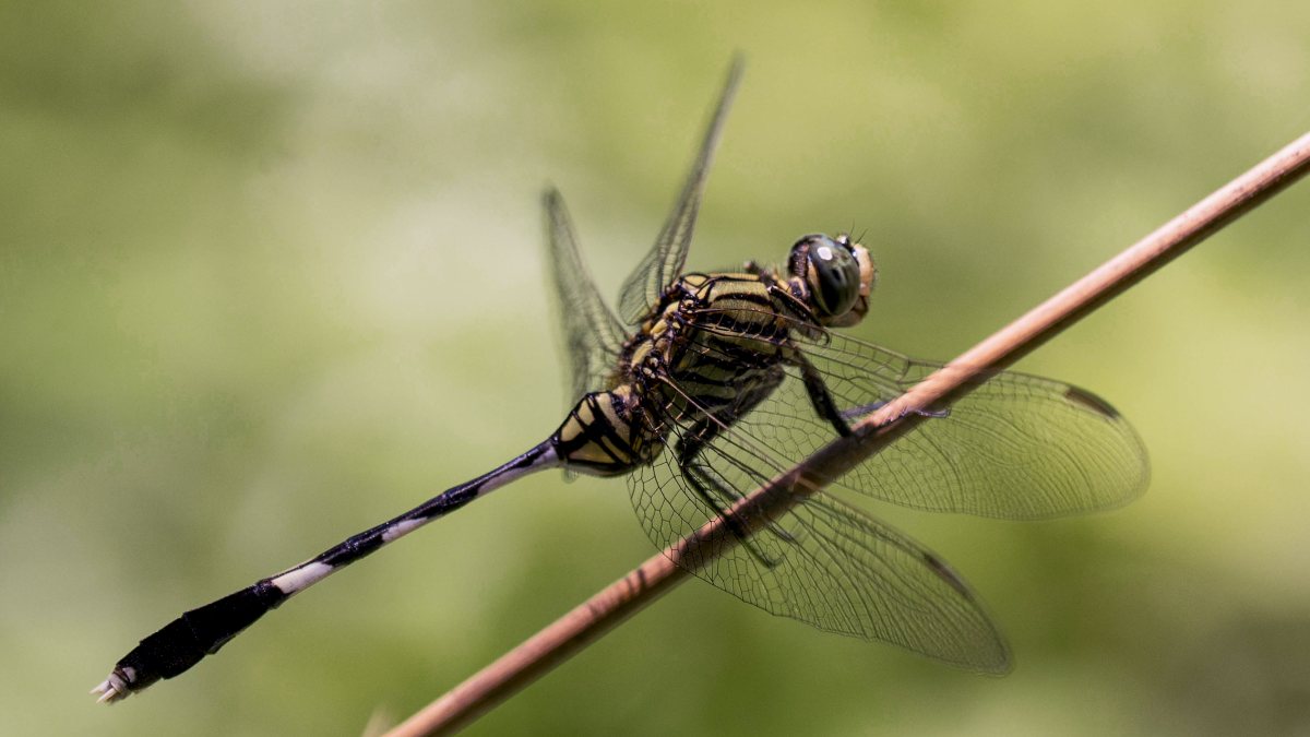 Dragonfly perches on dried bamboo stem in Golaghat