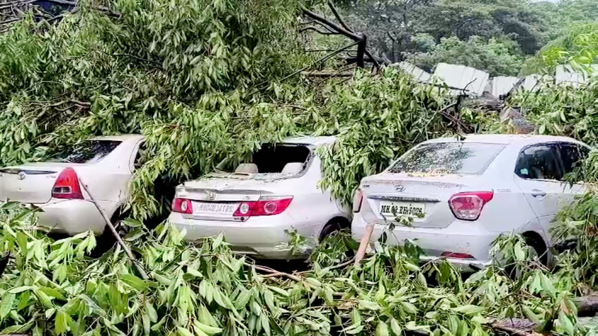 Tree falls on three cars in Mumbai's Bandra amid heavy rains