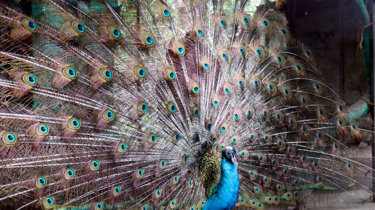 Peacock unfurls feathers at Nagpur zoo