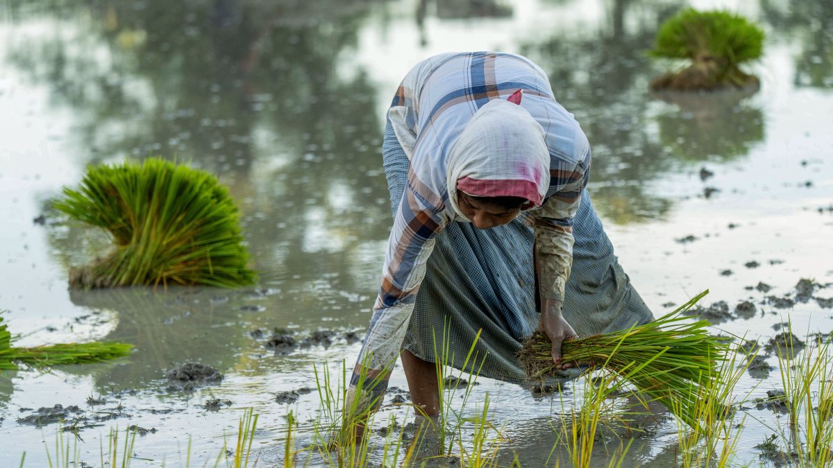 A woman transplants young rice seedlings in a waterlogged paddy field during…